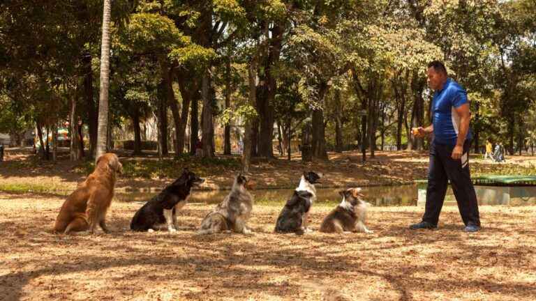 Adestrador de Cães em São Paulo